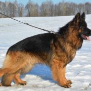 REPRODUKTOR Gris von Skorpionenblut FCI