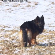 REPRODUKTOR Gris von Skorpionenblut FCI