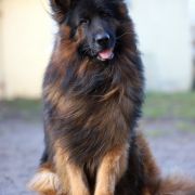 REPRODUKTOR Gris von Skorpionenblut FCI