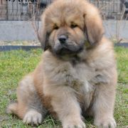GRUFFI Arhat 