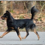 GRYF Sfora spod Tatr