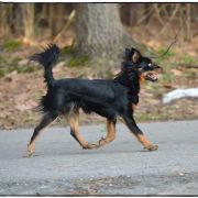 GRYF Sfora spod Tatr