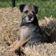 GRYZELDA DZIEKANOWSKA POLANA