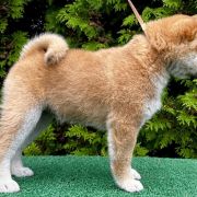 HACHIRO the Scarlet Hill