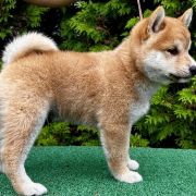 HACHIRO the Scarlet Hill