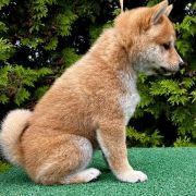 HACHIRO the Scarlet Hill