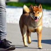 HAKONE IDZU GANKEN 4