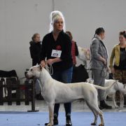 HANIBAL Złota Troja 