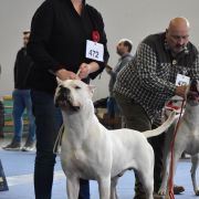 HANIBAL Złota Troja 