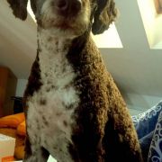 HANNELE Canis Marinus FCI