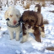 HANNELE Canis Marinus FCI