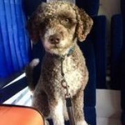 HANNELE Canis Marinus FCI