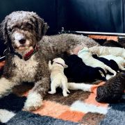 HANNELE Canis Marinus FCI