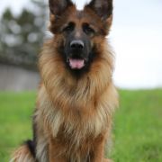 HANY VON SKORPIONENBLUT