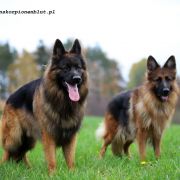 HANY VON SKORPIONENBLUT