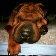 Happy Love Pure Life Candy Sugar Dog 2