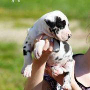 PANKRACY Athel Loren 