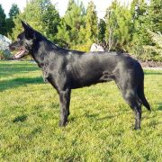 HARMONIA NECTERE PASSUS Red Radimus 