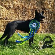 HARMONIA NECTERE PASSUS Red Radimus 2