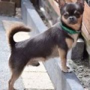 HARRY POTTER BLUE Volpino-Mini 2