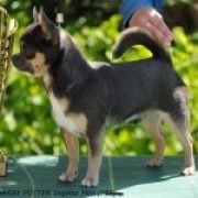 HARRY POTTER BLUE Volpino-Mini 3