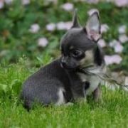 HARRY POTTER BLUE Volpino-Mini 4