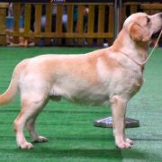 HARRY POTTER Husarska Sfora FCI 3