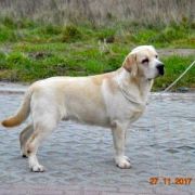 HARRY POTTER Husarska Sfora FCI 4