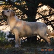 HARRY POTTER Husarska Sfora FCI 2