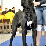 HASHICH de la Benjamine