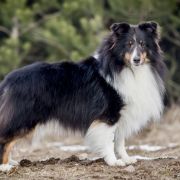 Hatfield's LOUIS VUITTON 