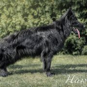 HAWANA BLACK z Zielonego Ursynowa Poland FCI