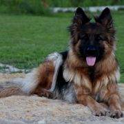 Hawana z Grodu Smoka