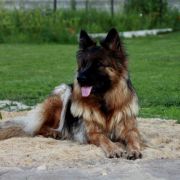 Hawana z Grodu Smoka 2