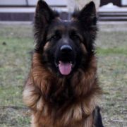 Hawana z Grodu Smoka 3