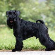 HEADY WHISKEY Z Bractwa Odważnych FCI