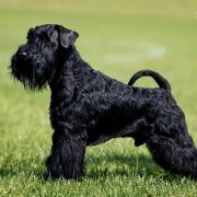 HEADY WHISKEY Z Bractwa Odważnych FCI 2