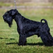 HEADY WHISKEY Z Bractwa Odważnych FCI 3