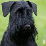 HEADY WHISKEY Z Bractwa Odważnych FCI 4