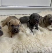 Heart Hunters Night Defenders 2