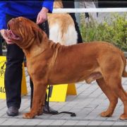 HEDON ex Cubile Lamia 3