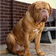 HEDON ex Cubile Lamia 4