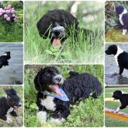 HEIKE Bona Espero (FCI)