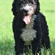 HEIKE Bona Espero (FCI)