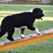 HEIKE Bona Espero (FCI)