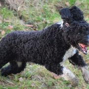 HEIKE Bona Espero (FCI)