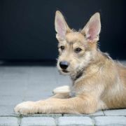 HELENA DE LA VALLEE DU MOUTON 2