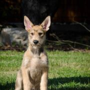 HELENA DE LA VALLEE DU MOUTON 3