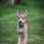 HELENA DE LA VALLEE DU MOUTON 4