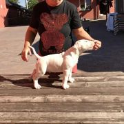 HELIOS Rossa-Bull